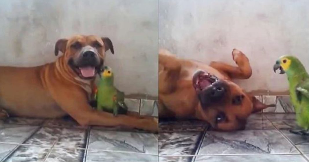 Amizade entre cachorro e papagaio encanta a internet: Tamanho não é documento!