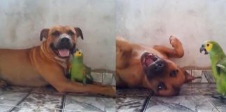 Amizade entre cachorro e papagaio encanta a internet: Tamanho não é documento!