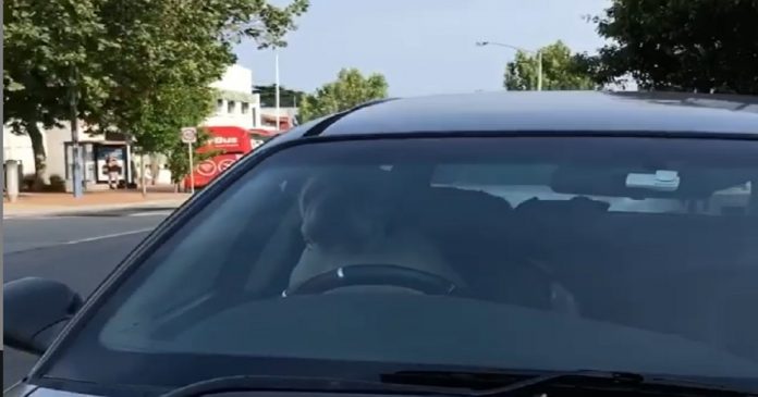 cão é abandonado dentro do carro e buzina até o dono aparecer