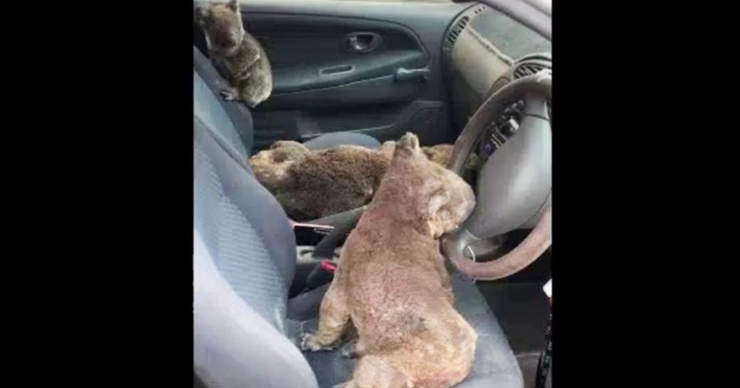 Adolescentes enchem o carro de coalas para salvá-los dos incêndios florestais