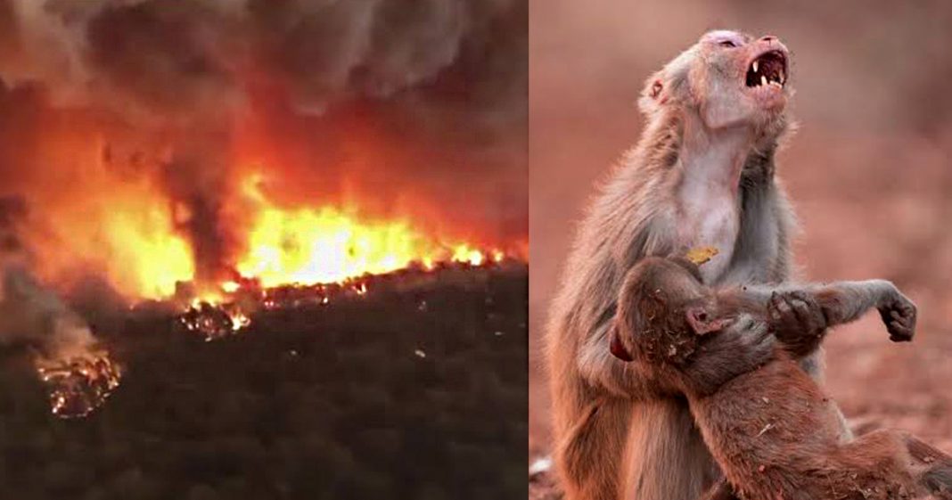 “O homem fez da terra o inferno para os animais”