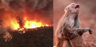 “O homem fez da terra o inferno para os animais”