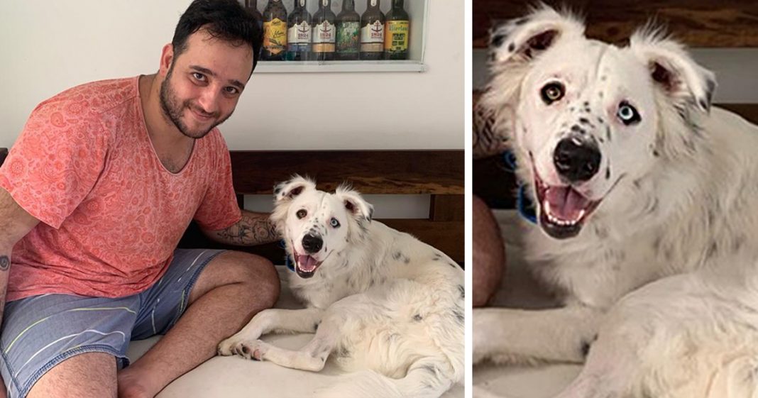 Cão que foi rejeitado por ser surdo é adotado por estudante também surdo