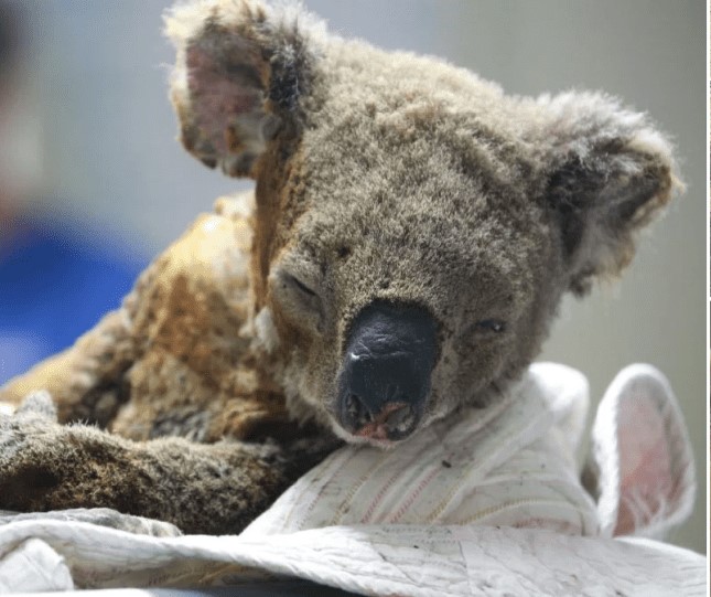 portalraizes.com - Mais de um bilhão de animais terão morrido em incêndios na Austrália