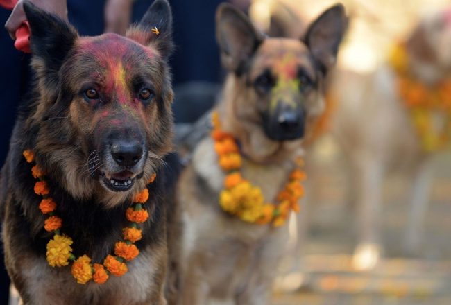 portalraizes.com - Há um festival no Nepal que agradece aos cães por serem nossos amigos todos os anos