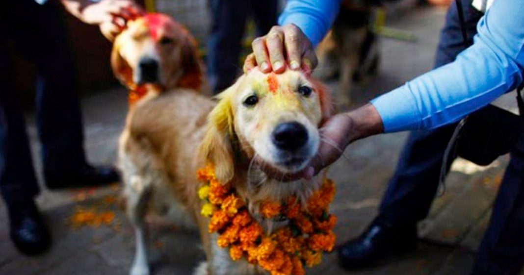 Há um festival no Nepal que agradece aos cães por serem nossos amigos todos os anos
