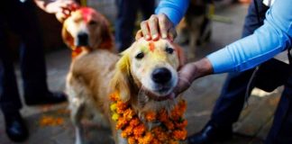 Há um festival no Nepal que agradece aos cães por serem nossos amigos todos os anos