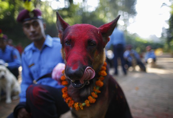 portalraizes.com - Há um festival no Nepal que agradece aos cães por serem nossos amigos todos os anos