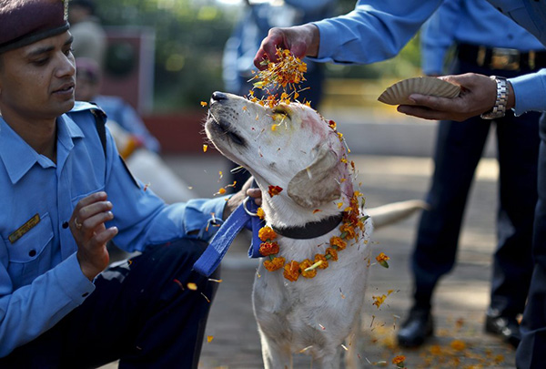 portalraizes.com - Há um festival no Nepal que agradece aos cães por serem nossos amigos todos os anos