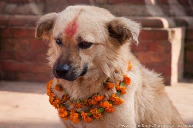 portalraizes.com - Há um festival no Nepal que agradece aos cães por serem nossos amigos todos os anos