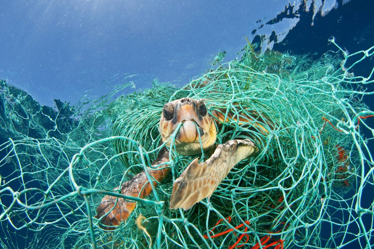 portalraizes.com - Todas as tartarugas marinhas do planeta têm plástico no organismo