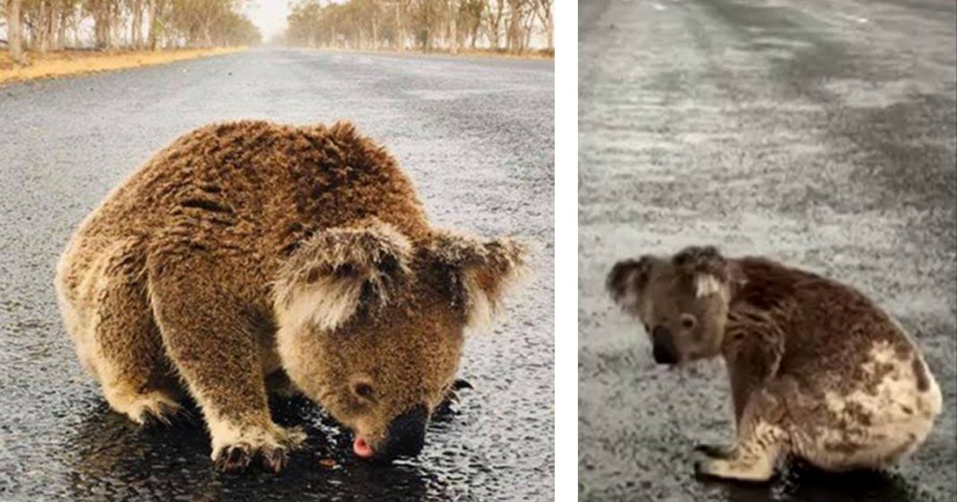 Com sede, coala bebe água no asfalto após chuva em área de incêndio