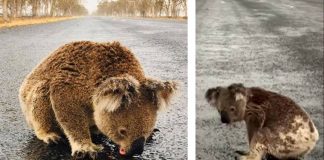 Com sede, coala bebe água no asfalto após chuva em área de incêndio