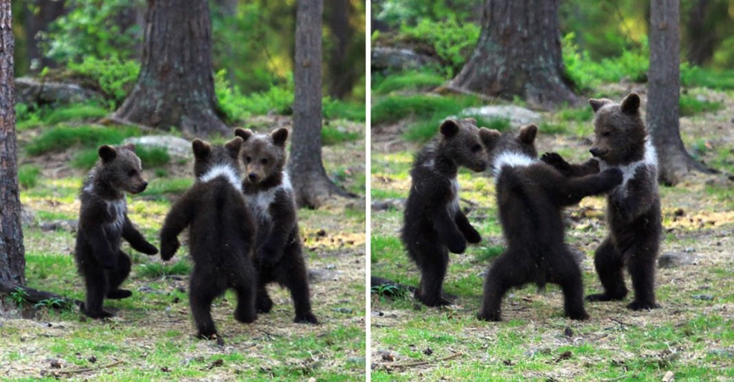 Professor registra três bebês ursos dançando no meio da floresta, alegria contagiante
