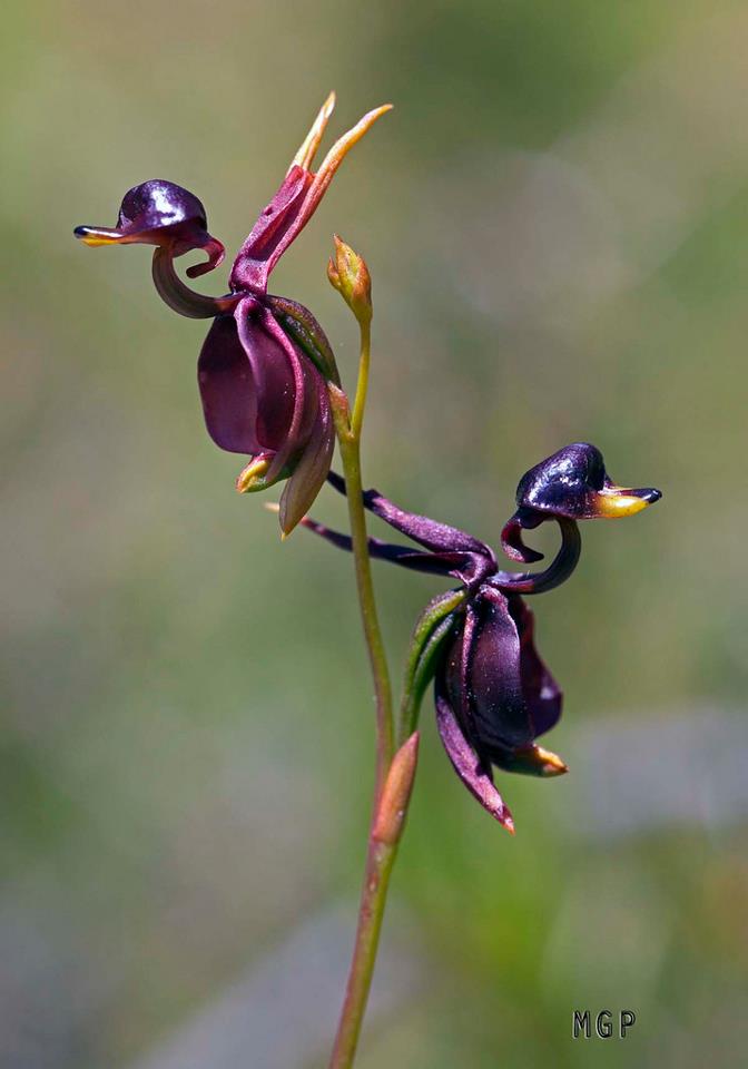 portalraizes.com - As orquídeas com as formas mais exóticas do mundo