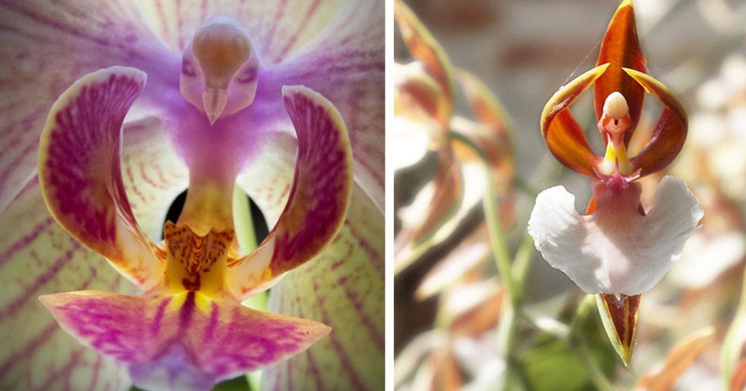 As orquídeas com as formas mais exóticas do mundo