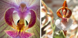 As orquídeas com as formas mais exóticas do mundo
