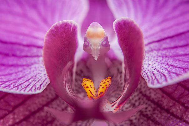 portalraizes.com - As orquídeas com as formas mais exóticas do mundo