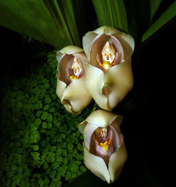 portalraizes.com - As orquídeas com as formas mais exóticas do mundo
