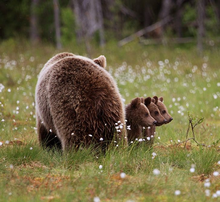 portalraizes.com - Professor registra três bebês ursos dançando no meio da floresta, alegria contagiante