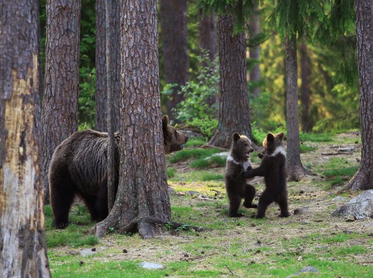 portalraizes.com - Professor registra três bebês ursos dançando no meio da floresta, alegria contagiante