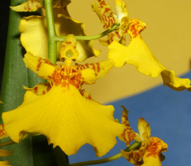 portalraizes.com - As orquídeas com as formas mais exóticas do mundo