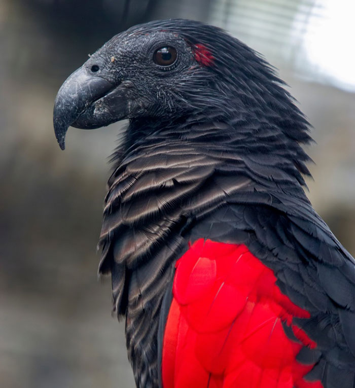 portalraizes.com - Conheça o papagaio Drácula, o pássaro mais gótico do mundo