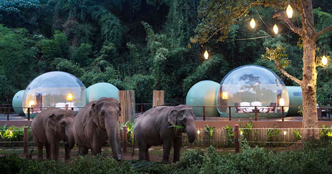 Neste hotel os hóspedes dormem em bolhas na selva em meio a elefantes resgatados
