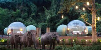 Neste hotel os hóspedes dormem em bolhas na selva em meio a elefantes resgatados