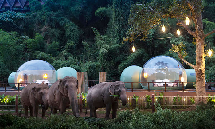 portalraizes.com - Neste hotel os hóspedes dormem em bolhas na selva em meio a elefantes resgatados