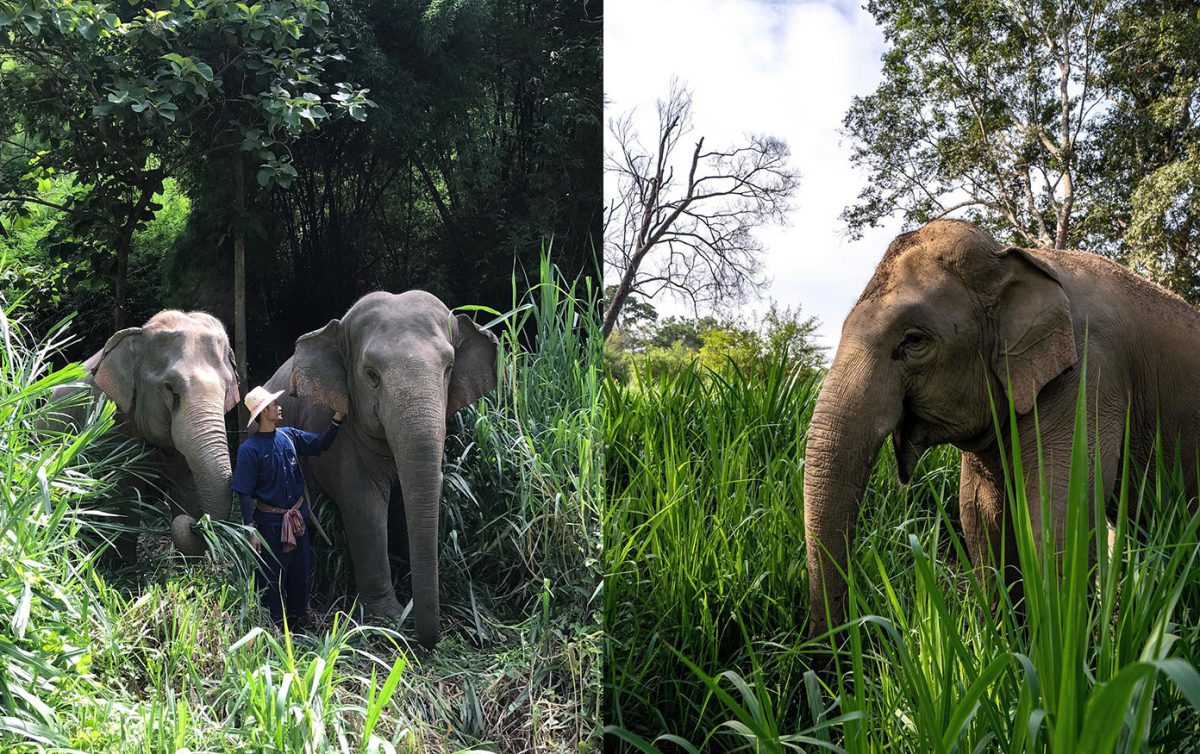 portalraizes.com - Neste hotel os hóspedes dormem em bolhas na selva em meio a elefantes resgatados