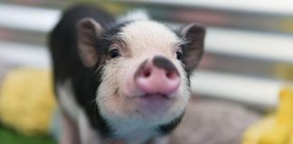 Procuram-se voluntários para fazer carinho em porquinhos resgatados