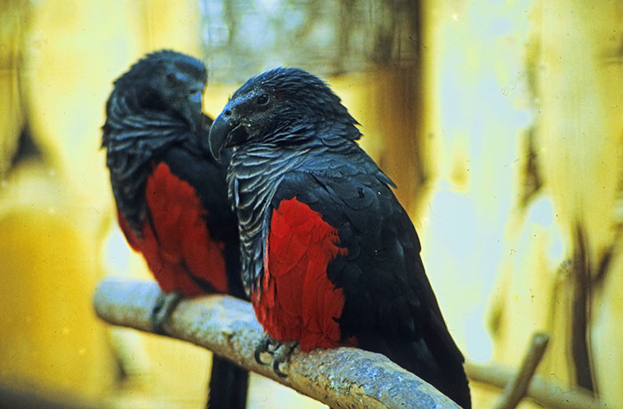 portalraizes.com - Conheça o papagaio Drácula, o pássaro mais gótico do mundo