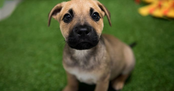 adopt-a-pet-adopting-a-dog-600x375