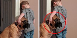 Cão apoia amiguinho no “cantinho da disciplina” e foto viraliza
