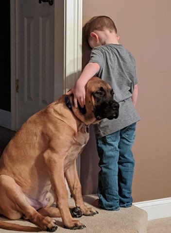 portalraizes.com - Cão apoia amiguinho no “cantinho da disciplina” e foto viraliza