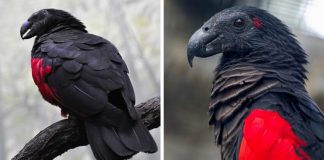 Conheça o papagaio Drácula, o pássaro mais gótico do mundo