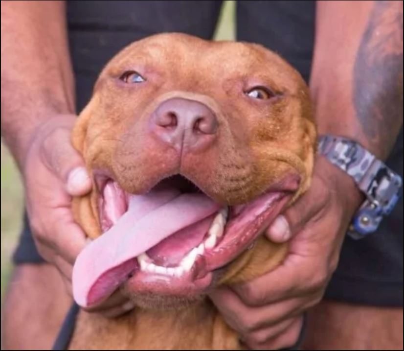 portalraizes.com - Pit bull que participava de rinha em Mairiporã não para de 'sorrir' desde que foi resgatado