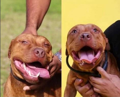portalraizes.com - Pit bull que participava de rinha em Mairiporã não para de 'sorrir' desde que foi resgatado