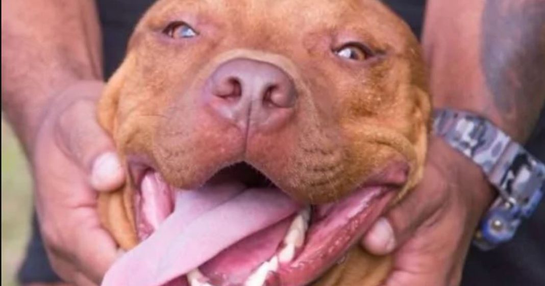 Pit bull que participava de rinha em Mairiporã não para de ‘sorrir’ desde que foi resgatado