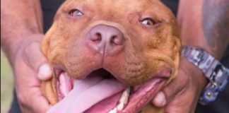 Pit bull que participava de rinha em Mairiporã não para de ‘sorrir’ desde que foi resgatado