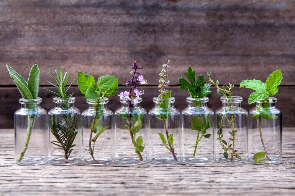 portalraizes.com - 10 plantas aromáticas que não precisam de terra para crescer