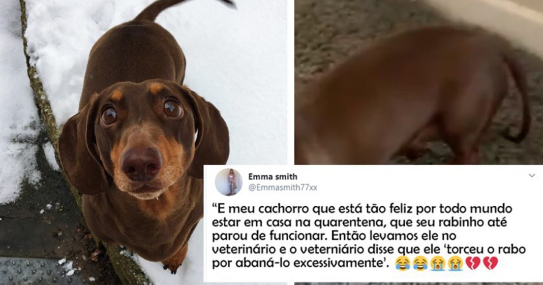 Esse cachorro está tão feliz com a quarentena que machucou o rabo de tanto balançar