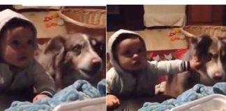 Oferecendo lanche, mulher incentiva bebê a falar ‘mamãe’ e cachorro é quem responde