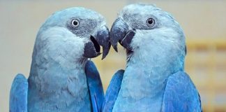 Brasil recebe 50 filhotinhos de araras azuis após 20 anos de extinção
