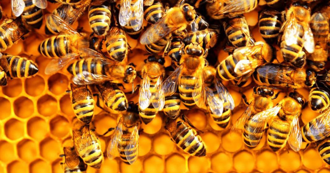 O confinamento está salvando as abelhas: flores silvestres inundam cidades ao redor do mundo
