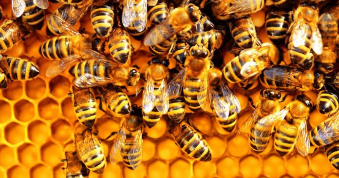 bees-37nvx7g0wl0c50pvpa3p4w