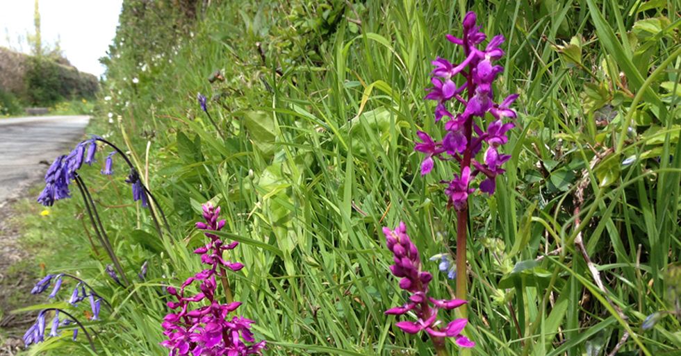 portalraizes.com - O confinamento está salvando as abelhas: flores silvestres inundam cidades ao redor do mundo