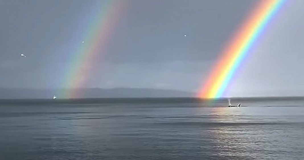 Baleias nadando sob arco-íris duplo é a própria imagem da serenidade