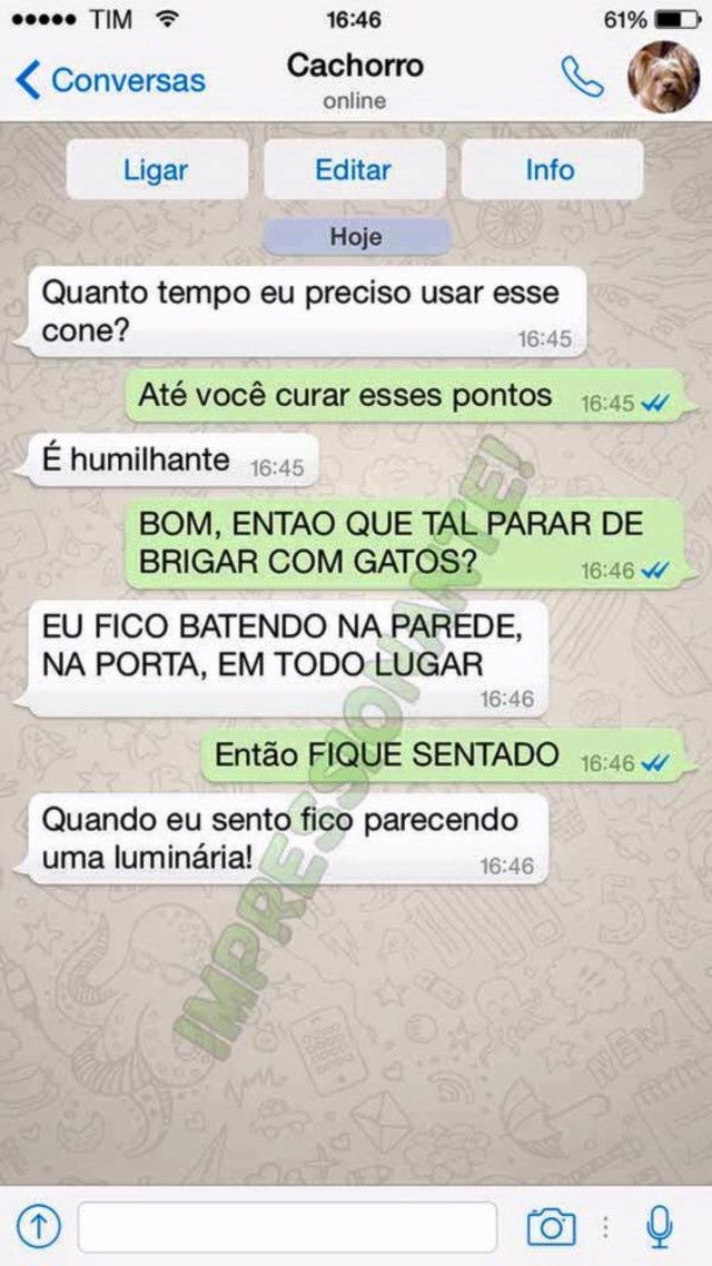 portalraizes.com - 15 conversas que você teria com seu cachorro se ele usasse WhatsApp